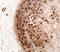 Neurofibromin 1 antibody, NB300-154, Novus Biologicals, Immunohistochemistry frozen image 