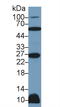 TNF Superfamily Member 12 antibody, LS-C296858, Lifespan Biosciences, Western Blot image 