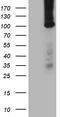 Tetratricopeptide repeat protein 7A antibody, CF812307, Origene, Western Blot image 