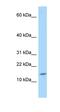 Glutaredoxin antibody, orb325930, Biorbyt, Western Blot image 