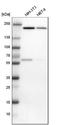 IQ Motif Containing GTPase Activating Protein 1 antibody, NBP1-83143, Novus Biologicals, Western Blot image 
