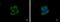 Eukaryotic Translation Initiation Factor 3 Subunit E antibody, PA5-29487, Invitrogen Antibodies, Immunofluorescence image 
