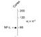 Neurofilament Light antibody, 50-255, ProSci, Western Blot image 