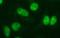 PMS1 Homolog 2, Mismatch Repair System Component antibody, NBP2-46459, Novus Biologicals, Immunofluorescence image 
