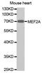 Myocyte Enhancer Factor 2A antibody, abx123405, Abbexa, Western Blot image 