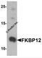 FKBP Prolyl Isomerase 1A antibody, 7789, ProSci, Western Blot image 