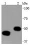 Y-Box Binding Protein 1 antibody, A01054, Boster Biological Technology, Western Blot image 