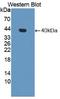 SRBC antibody, LS-C373931, Lifespan Biosciences, Western Blot image 