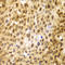 Interferon Regulatory Factor 3 antibody, LS-C746888, Lifespan Biosciences, Immunohistochemistry frozen image 