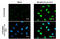 HIF1-alpha antibody, GTX127309, GeneTex, Immunofluorescence image 