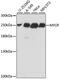 Myoferlin antibody, 16-042, ProSci, Western Blot image 