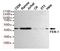 MF1 antibody, TA346947, Origene, Western Blot image 