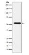 TEA Domain Transcription Factor 1 antibody, M03263, Boster Biological Technology, Western Blot image 