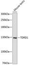 Tudor Domain Containing 1 antibody, GTX66131, GeneTex, Western Blot image 