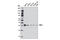 Hes Family BHLH Transcription Factor 1 antibody, 11988S, Cell Signaling Technology, Western Blot image 
