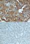 Serum Amyloid A1 antibody, AF2948, R&D Systems, Immunohistochemistry frozen image 