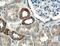 Coiled-Coil-Helix-Coiled-Coil-Helix Domain Containing 10 antibody, 25671-1-AP, Proteintech Group, Immunohistochemistry frozen image 