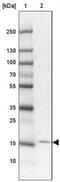 Transmembrane protein 100 antibody, NBP2-30908, Novus Biologicals, Western Blot image 