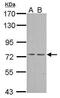 Protein Kinase CGMP-Dependent 1 antibody, PA5-27325, Invitrogen Antibodies, Western Blot image 