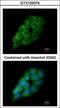Aspartyl-TRNA Synthetase antibody, GTX103374, GeneTex, Immunocytochemistry image 