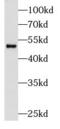 CD27 Molecule antibody, FNab01453, FineTest, Western Blot image 