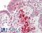 TRIM72 antibody, LS-B9730, Lifespan Biosciences, Immunohistochemistry paraffin image 