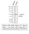 Tubulin Beta 2A Class IIa antibody, M06868, Boster Biological Technology, Western Blot image 