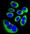 Glutamic-Oxaloacetic Transaminase 1 Like 1 antibody, LS-C166586, Lifespan Biosciences, Immunofluorescence image 