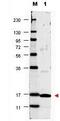 Catalase antibody, orb344952, Biorbyt, Western Blot image 
