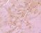 BCL2 Interacting Protein 3 antibody, NBP2-67192, Novus Biologicals, Immunohistochemistry paraffin image 