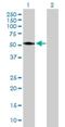 N-Acylsphingosine Amidohydrolase 1 antibody, H00000427-D01P, Novus Biologicals, Western Blot image 