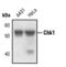 Checkpoint Kinase 1 antibody, MA5-15067, Invitrogen Antibodies, Western Blot image 