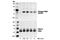 P21 (RAC1) Activated Kinase 2 antibody, 2607S, Cell Signaling Technology, Western Blot image 