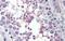 Mediator Complex Subunit 4 antibody, A06467, Boster Biological Technology, Immunohistochemistry frozen image 