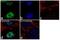 Twist Family BHLH Transcription Factor 1 antibody, 711565, Invitrogen Antibodies, Immunocytochemistry image 