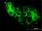 STEAP Family Member 1 antibody, H00026872-M01, Novus Biologicals, Immunofluorescence image 