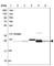 Nipsnap Homolog 3A antibody, HPA042491, Atlas Antibodies, Western Blot image 