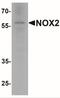 Cytochrome B-245 Beta Chain antibody, NBP2-41291, Novus Biologicals, Western Blot image 