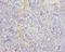 Tubulin antibody, A57753-100, Epigentek, Immunohistochemistry paraffin image 