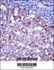 Sialophorin antibody, 57-467, ProSci, Immunohistochemistry frozen image 