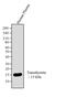 Transthyretin antibody, LF-MA0174, Invitrogen Antibodies, Western Blot image 