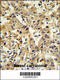 Carbonic Anhydrase 6 antibody, 64-111, ProSci, Immunohistochemistry paraffin image 