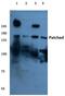 Patched 1 antibody, AP06278PU-N, Origene, Western Blot image 