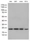 RNA Binding Motif Protein 8A antibody, LS-C796372, Lifespan Biosciences, Western Blot image 