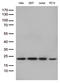 RBM8A antibody, LS-C796372, Lifespan Biosciences, Western Blot image 