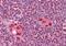 Cut Like Homeobox 1 antibody, orb89578, Biorbyt, Immunohistochemistry paraffin image 