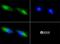 Baculoviral IAP Repeat Containing 5 antibody, NB500-644, Novus Biologicals, Immunocytochemistry image 