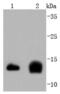 Cystatin C antibody, NBP2-67898, Novus Biologicals, Western Blot image 