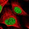 DNA repair and recombination protein RAD54-like antibody, HPA051537, Atlas Antibodies, Immunofluorescence image 