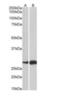 Activating Transcription Factor 5 antibody, NBP1-51908, Novus Biologicals, Western Blot image 